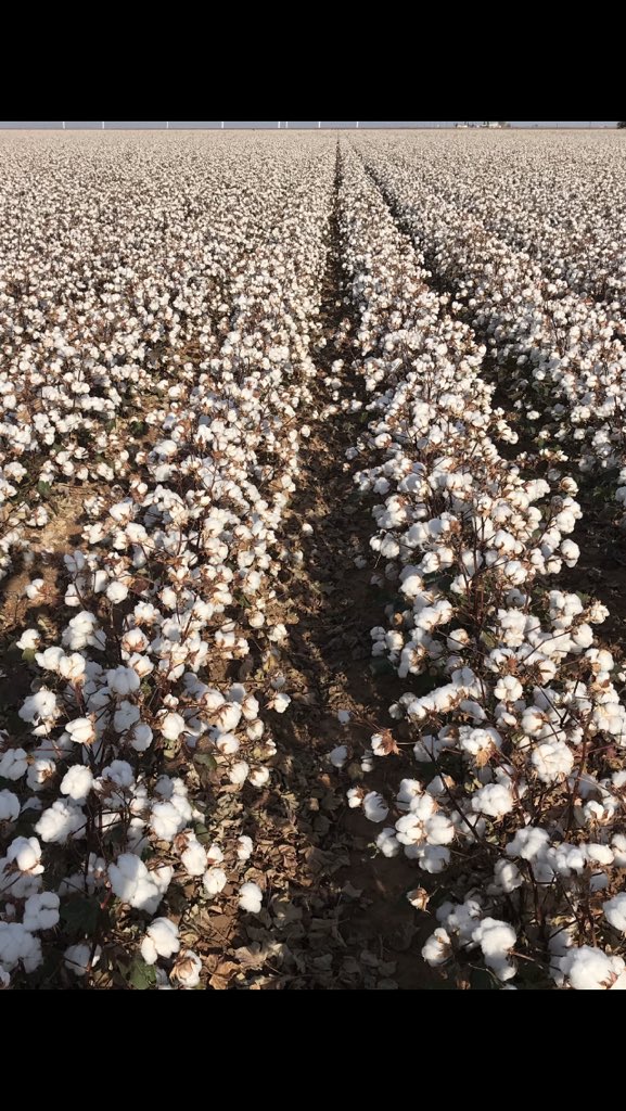 jb_stew's tweet photo. A gorgeous field of #FiberMax 2498 GLT in Dawson Co.,TX.  Miss Kay sure can farm!  #OneTonClub bound. https://t.co/gundK0H5aj
