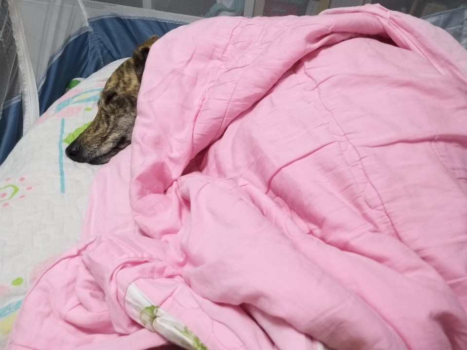 추울땐 역시 언니 이불뺏기지!