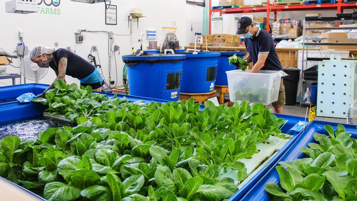 At AquaGrow Farms, our farmers volunteered over 160 hours of their time over the past year to grow and harvest healthy, local, delicious food for our hungry neighbours. Thank you farmers! 👩🌾
#FoodHeros #FarmFriday #FarmerFriday #OntarioGrown https://t.co/husfL4FyXi