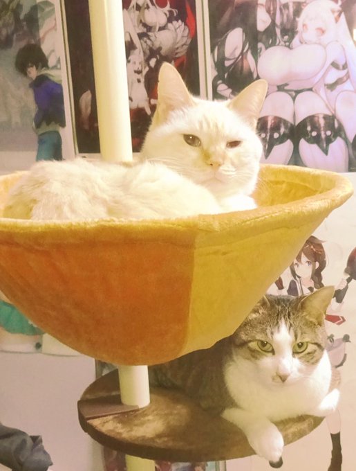うちのニャンコさんズでーす みてみてみてー🐱🐱 https://t.co/zjZkAHFhVN 