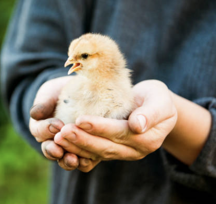 mcbessy's tweet photo. @GettyImages I'm so sorry but this is not what I meant when I searched "chicken tender" https://t.co/f3mggbBMEa