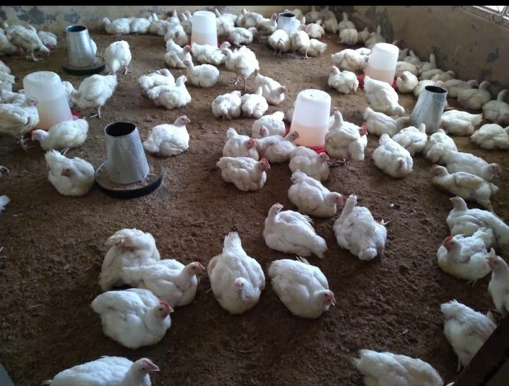 JAREX-II INTEGRATED FARMS since 2013 tweet media