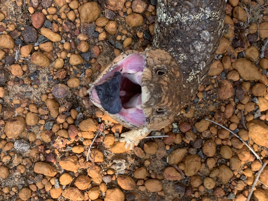 BeeBabette's tweet photo. Rarrrr! (What a cutie ) 
#scaryfail #bobtail #lizard #WildOz #herps #bluetongue #Tilique #stumpytail #herper #herping https://t.co/ZL6SGKClvS