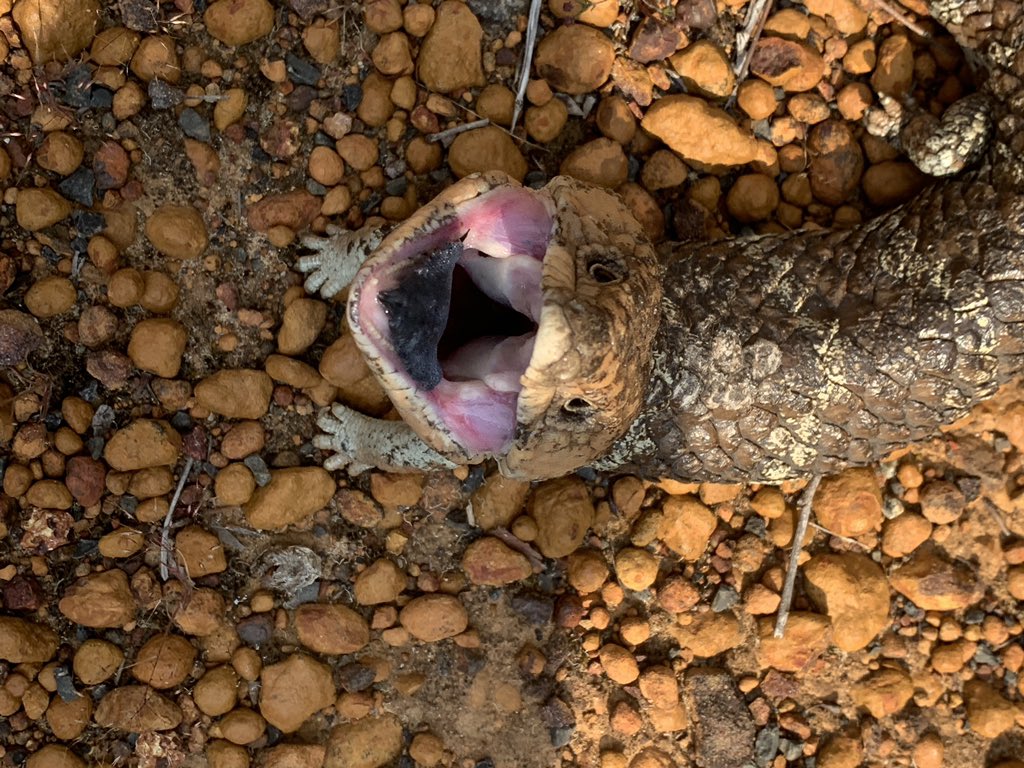 BeeBabette's tweet photo. Rarrrr! (What a cutie ) 
#scaryfail #bobtail #lizard #WildOz #herps #bluetongue #Tilique #stumpytail #herper #herping https://t.co/ZL6SGKClvS