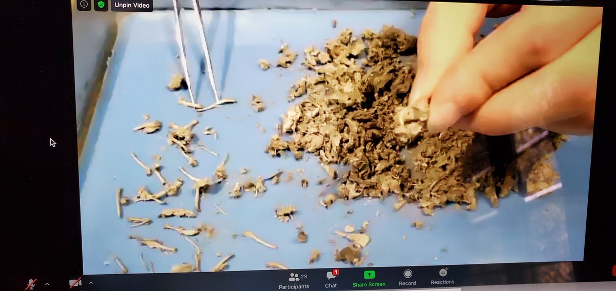 Virtual lab with the <a href="/GLScienceCtr/">Great Lakes Science Center</a>  and our iPride Virtual Academy students. #IVA <a href="/YourIndySchools/">IndependenceSchools</a>