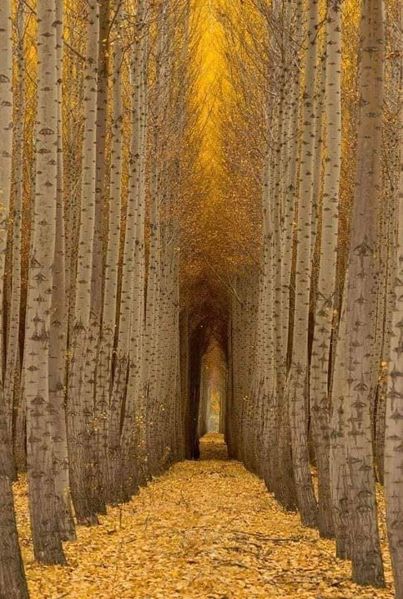 antonio_andreol's tweet photo. Rapporto tra natura e architettura! https://t.co/PhfAfZkek9