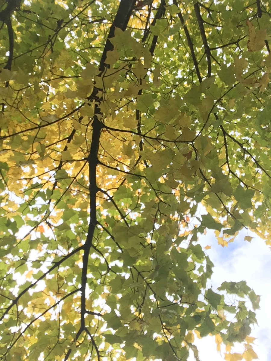tbtlake's tweet photo. We missed last week's #ViewOfTheWeek- so making up for it today by posting a montage of beautiful autumn colours. Have a wonderful weekend x π https://t.co/8xMqfxaLMs
