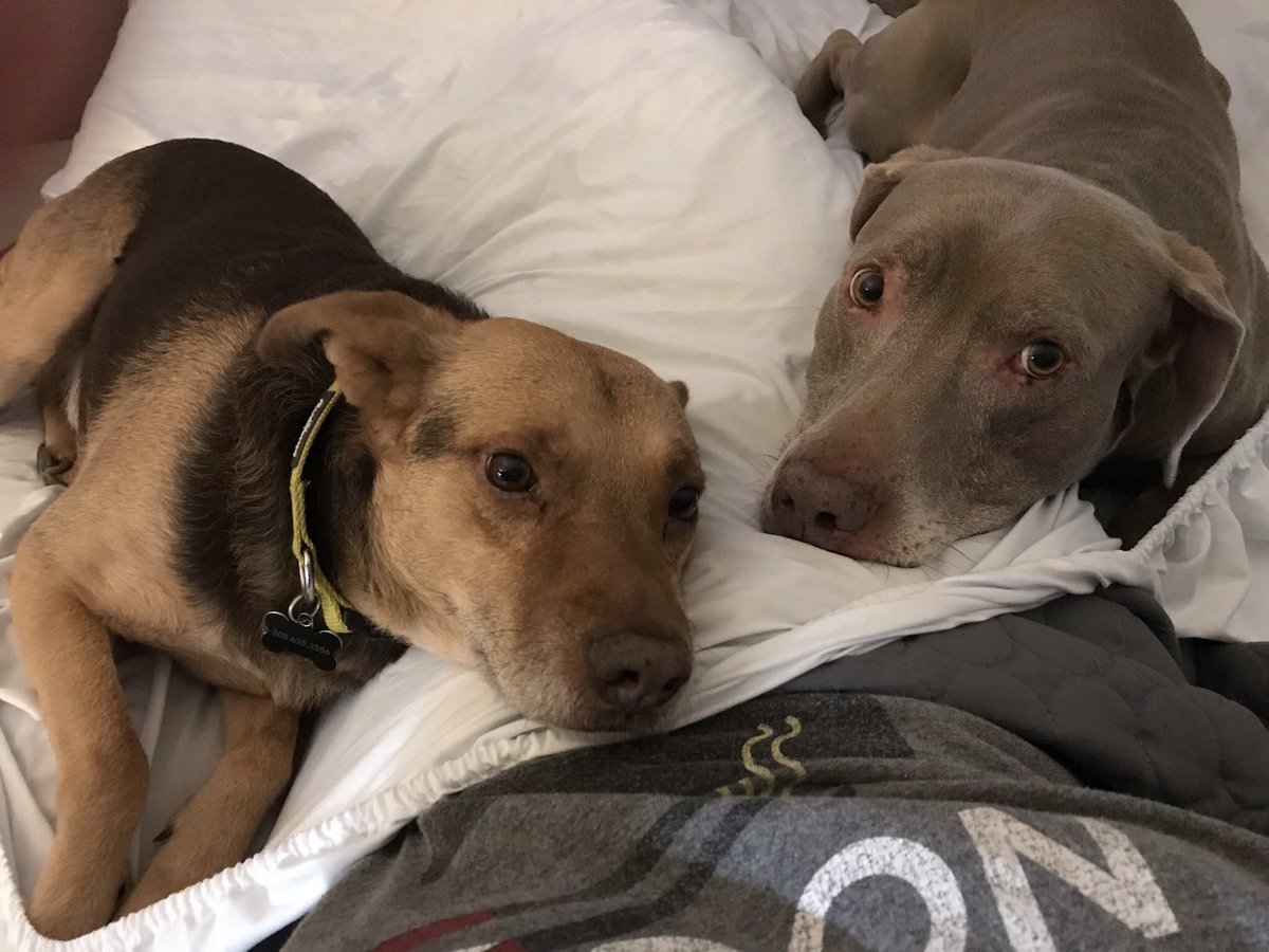 goad_logan's tweet photo. Y’all can not tell me, my boyfriends roommate’s dogs(that’s a mouth full) aren’t the most precious things!!! 💘💘💘💘 https://t.co/5390mnKiMU