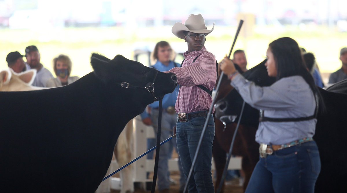 Even though there's no state fair this year, the <a href="/ArkStateFair/">Arkansas State Fair</a> hosted the annual livestock show. @UAEX_edu's Ryan McGeeney captured some of this week's action: flic.kr/s/aHsmRG7rc6