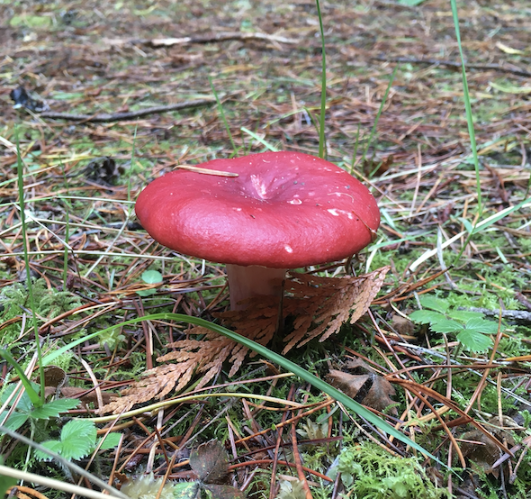 #SalishSea News: Russula, whale watch rules, Tulalip elders, BC youth, fish-blocking culverts, Thurston HCP, tear gas bit.ly/3jos0dp