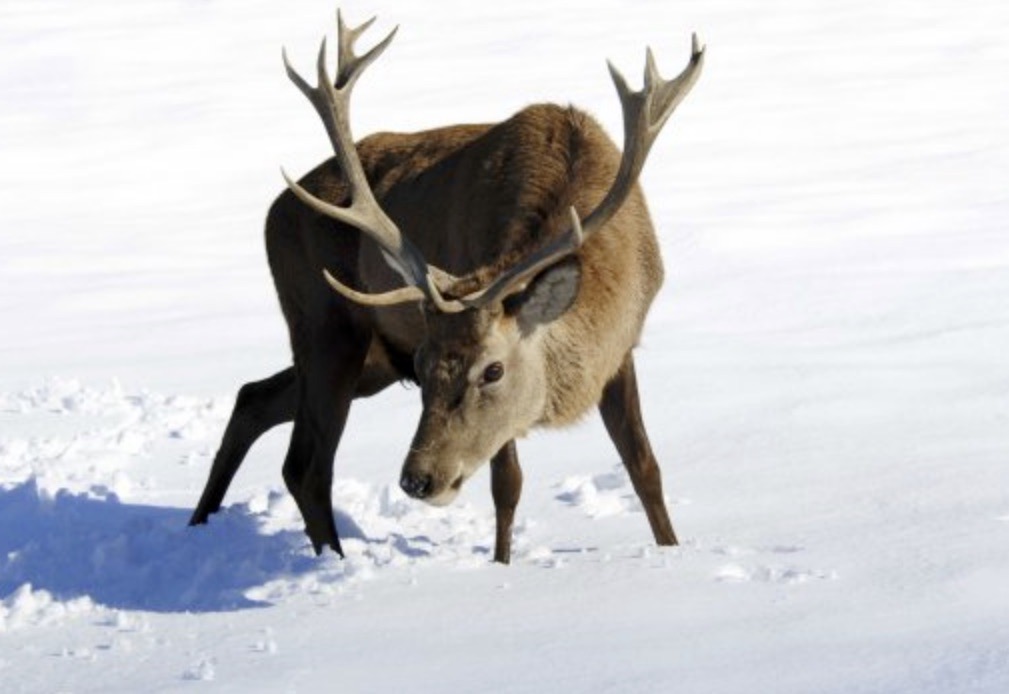 natureimagejpr's tweet photo. Cerf 14 cors en hiver
Encadrement 30/40 cm. Port et emballage compris

https://t.co/qKb6lum2gk

#animaux #NaturePhotography #natureimage #photo #artist #art #Illustration #paiting #hiver https://t.co/9I5ilaKR99