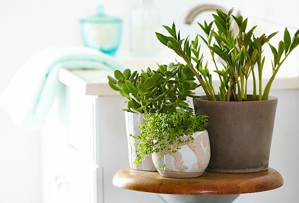 GroupeOpus's tweet photo. Faites entrer de la verdure dans votre intérieur! Voici quelques conseils de base pour cultiver des #plantes dans votre salle de bain 🌵#AménagementIntérieur  https://t.co/U11EZo72Gl https://t.co/aht0yxjBOj