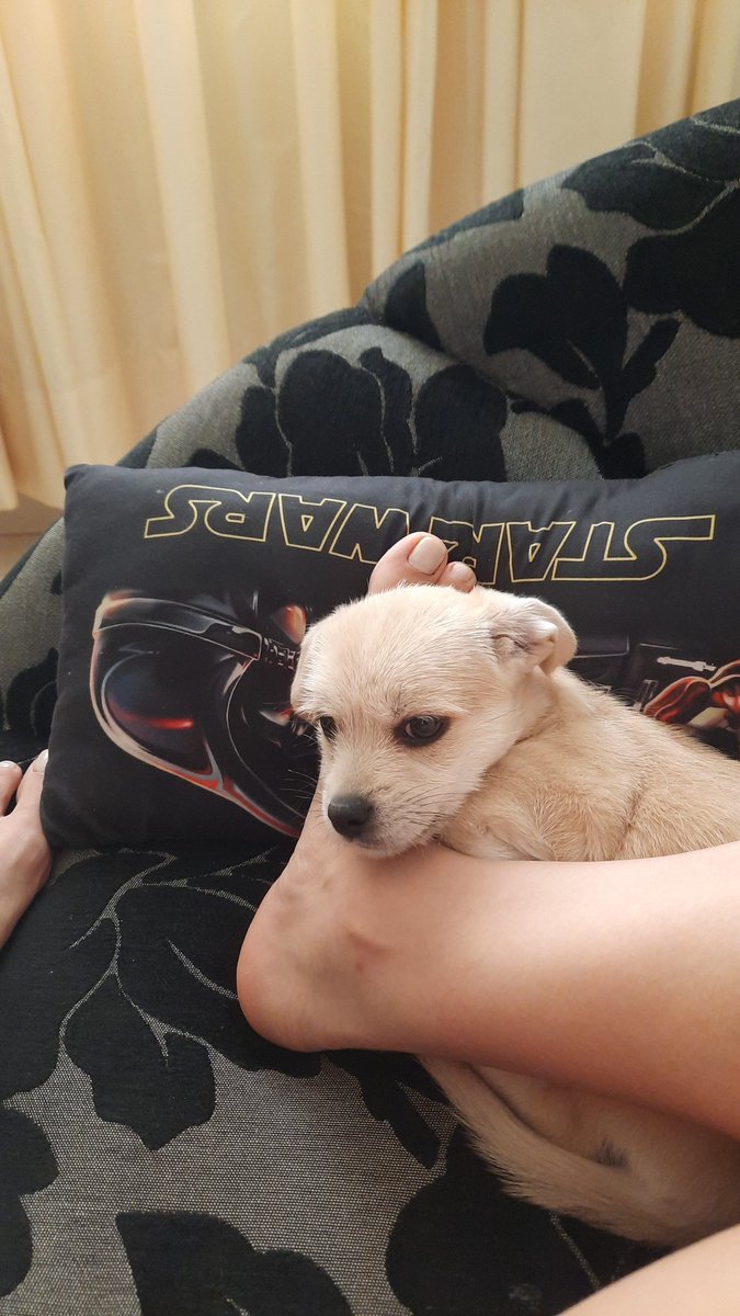 Raquel Araújo tweet media