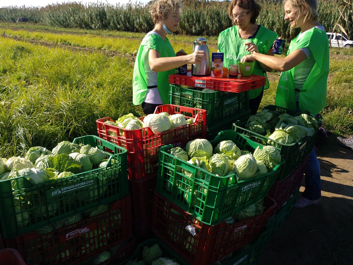 ElenaFerranR's tweet photo. Descans merescut dels voluntaris @espigoladors aquest matí collint cols a Palafolls. Tres cents quilos cap al Banc d'aliments de Girona i Càritas de Lloret. Animeu-vos a espigolar https://t.co/jRExG7OXok