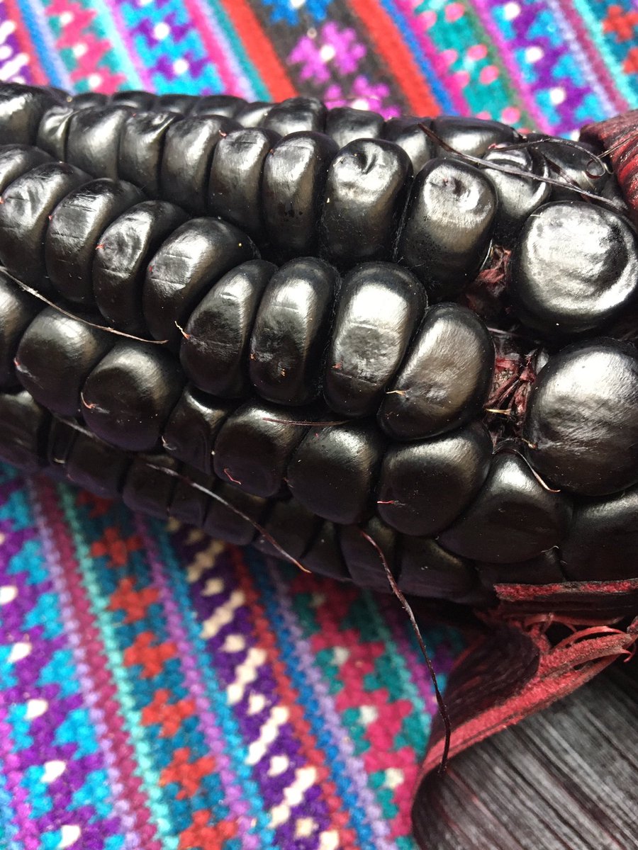 SeedBuffalo's tweet photo. @jrossibarra Maiz Morado grown in Kansas. https://t.co/w1Qdmg5qmx