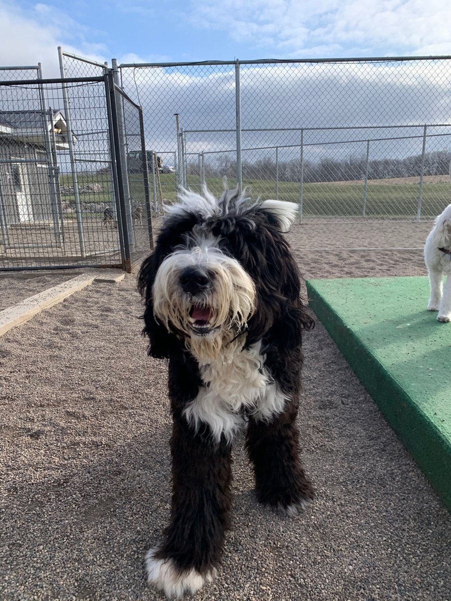 CanineAcresFF's tweet photo. Ovi is SO HAPPY it's Friday! 

Have your kids made their submission to our coloring contest? We can't wait to see the drawings of their pets. Reminder you have until Halloween to submit! 

Have a great weekend! https://t.co/Jk0n0SHLuY
