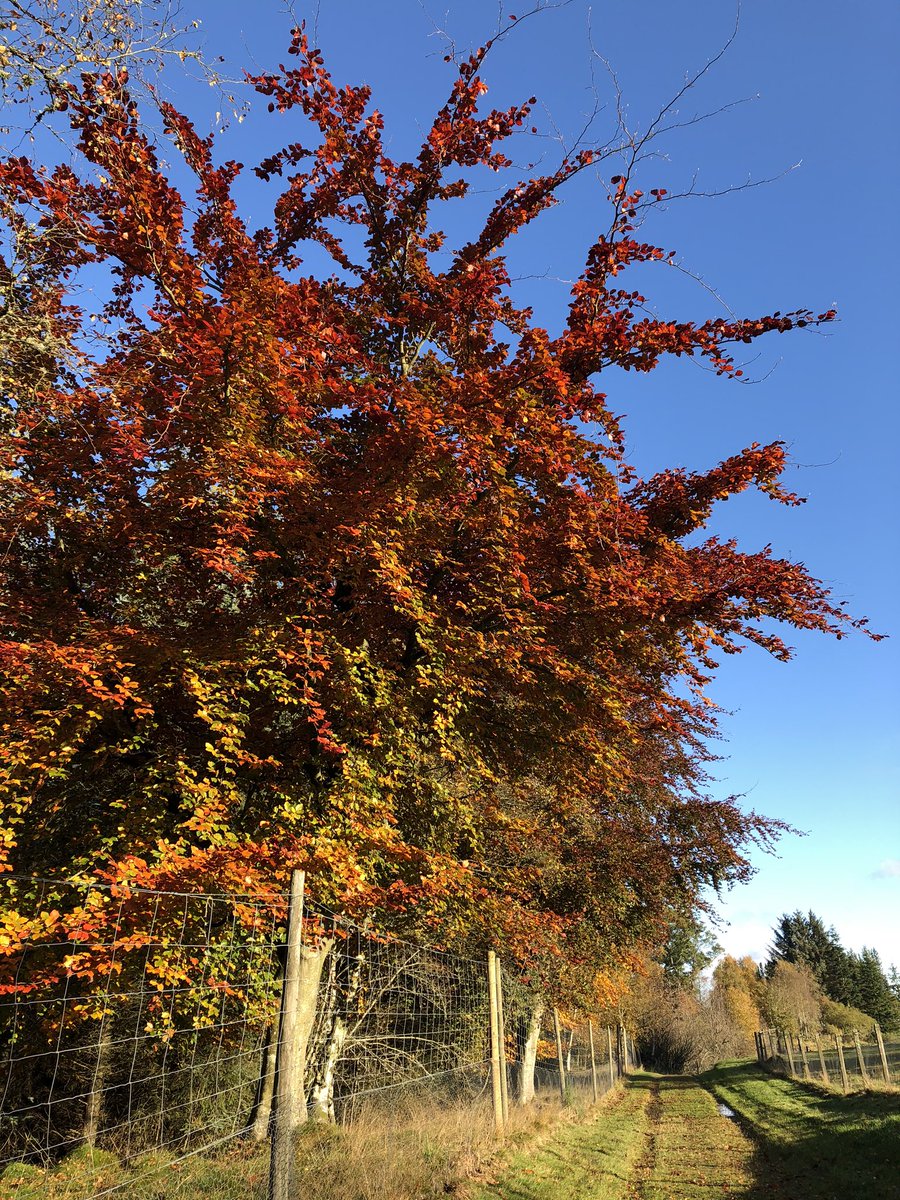 Lintrathen Cycles tweet media