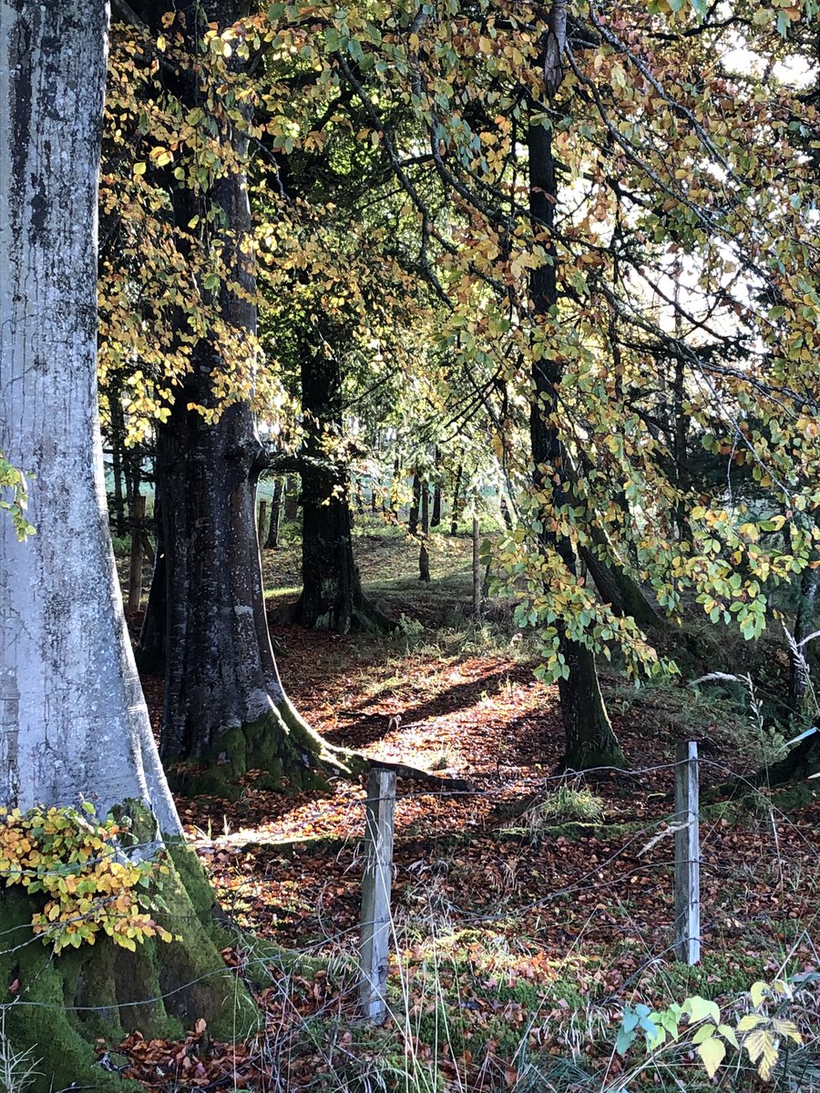 Lintrathen Cycles tweet media