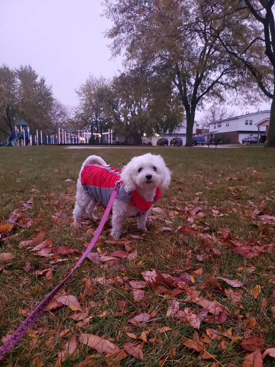 GiGi_OnTheScene's tweet photo. Nothing out here but me and the leaves! #allclear #ZSHQ #ImOneHundredPercentSureThat #fallishere #fallvibes #FridayVibes https://t.co/OaNUtQsvCE