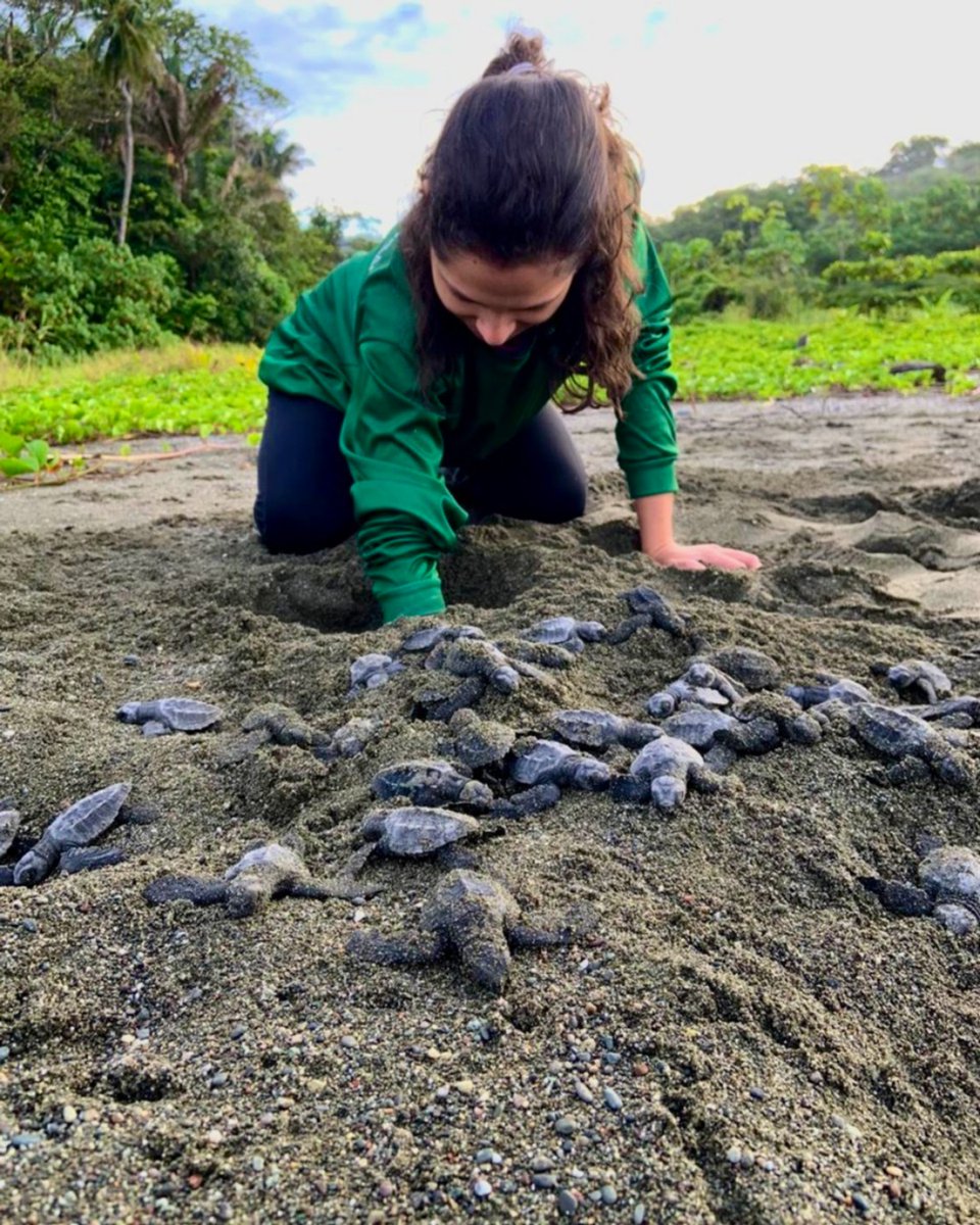 osaconservation's tweet photo. #Exhumation is the process of digging up nests that have already hatched to remove the egg shells, unhatched eggs and any #hatchlings trapped in the bottom of the nest. The process helps calculate the success of each #seaturtle nest.
#ConservationContinues #osaconservation https://t.co/TR18D4sslX