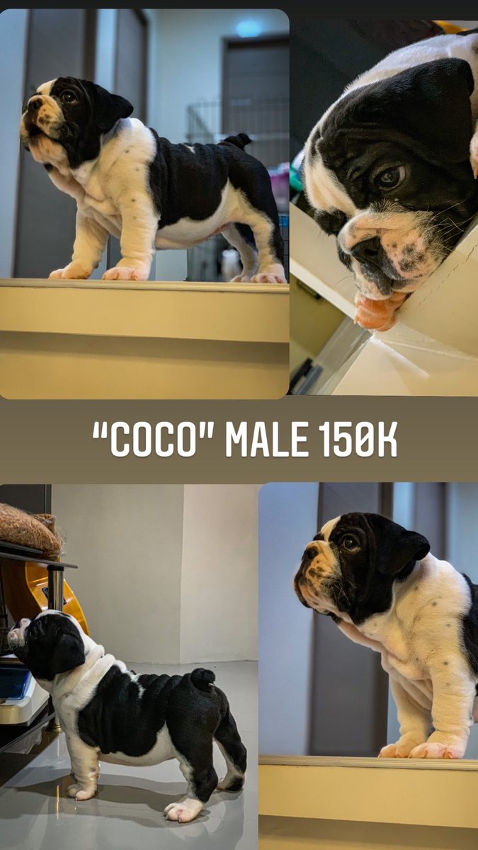 seanmatthew23's tweet photo. Quality english bulldogs 🐶 Dm sa mga interesado 🤗 https://t.co/93RqWg8vyH