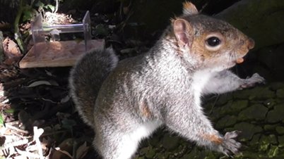 PhD Studentship! We have a fully funded NERC @GW4plusDTP studentship on investment decisions in #greysquirrels supervised by me, @SeanRands and Tim Fawcett @CRABExeter @exeterpsych @UniofExeter @BristolUni @BristolBioSc Deadline Jan 8, 2021. Please RT! findaphd.com/phds/project/i…