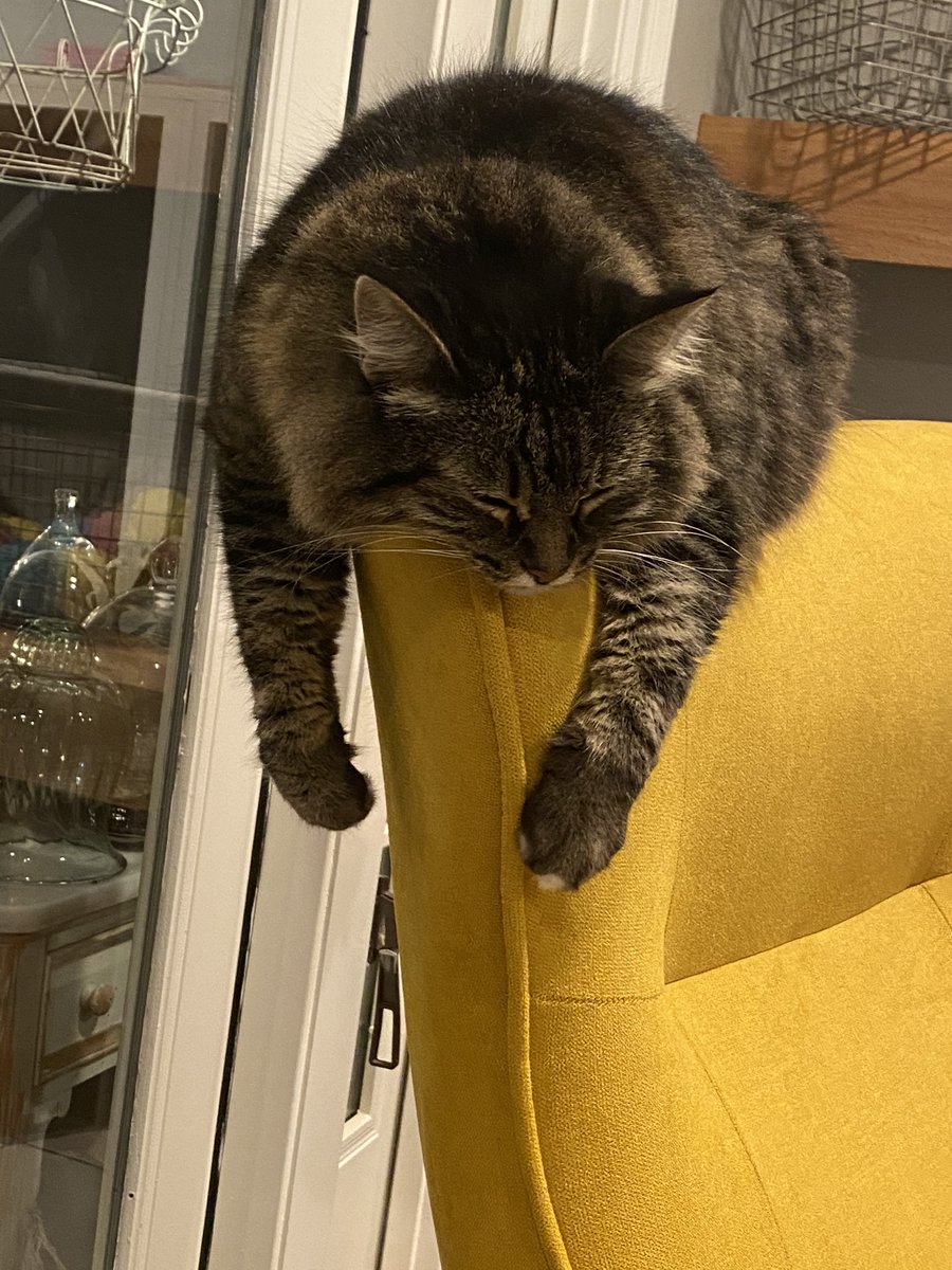 loribakkenagent's tweet photo. #unflatteringcatphotochallenge https://t.co/8iXU4ZzDK1