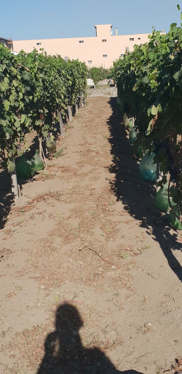 ricasoli99's tweet photo. Dressel 19.2 from Bosco De Medici winery is a 100% #Caprettone wine
๐ฅ
It is named after Heinrich Dressel, who was a renowned German archeologist specialized in ceramics.
๐ฅ
The wine has notes of apricot, peach, white flowers, beeswax, minerality, volcanic notes
#Campania https://t.co/02e4ASRGwN