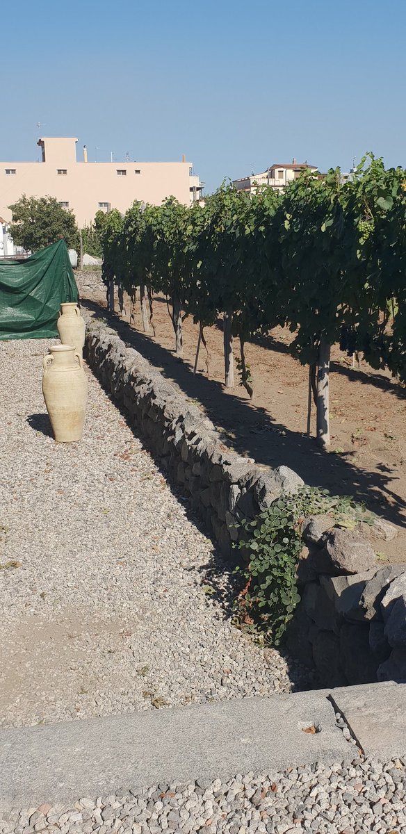 ricasoli99's tweet photo. Dressel 19.2 from Bosco De Medici winery is a 100% #Caprettone wine
๐ฅ
It is named after Heinrich Dressel, who was a renowned German archeologist specialized in ceramics.
๐ฅ
The wine has notes of apricot, peach, white flowers, beeswax, minerality, volcanic notes
#Campania https://t.co/02e4ASRGwN