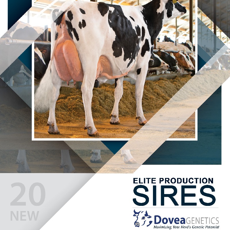 doveagenetics's tweet photo. Dovea Genetics are delighted to present  our Elite Production Sires 2020 Directory.  There is many new exciting sires and a very large selection of sexed semen sires  in the Directory.