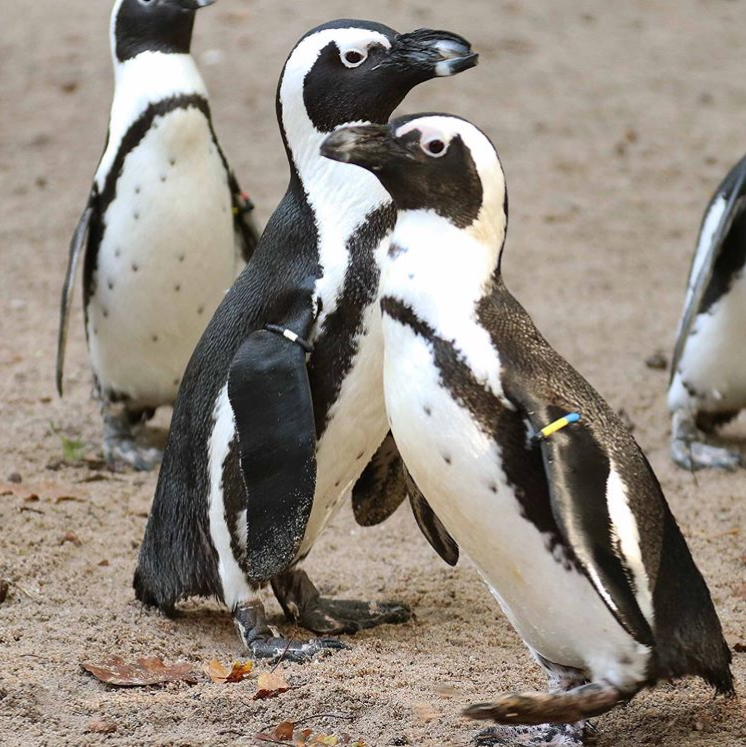 ajplus's tweet photo. 2 gay penguins in the Netherlands allegedly stole a nest from a neighboring lesbian couple. They have reportedly stolen eggs before.

The zoo says they are are "carefully" guarding the nest, but sadly no chick is expected to hatch. (📷: @dpamersfoort) https://t.co/hneFsjrRjz