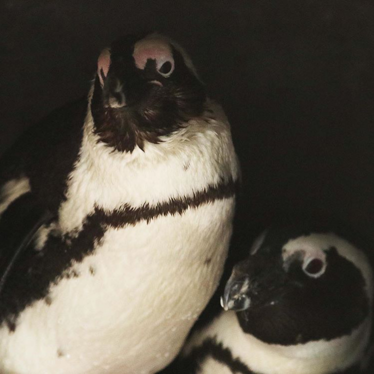 ajplus's tweet photo. 2 gay penguins in the Netherlands allegedly stole a nest from a neighboring lesbian couple. They have reportedly stolen eggs before.

The zoo says they are are "carefully" guarding the nest, but sadly no chick is expected to hatch. (📷: @dpamersfoort) https://t.co/hneFsjrRjz