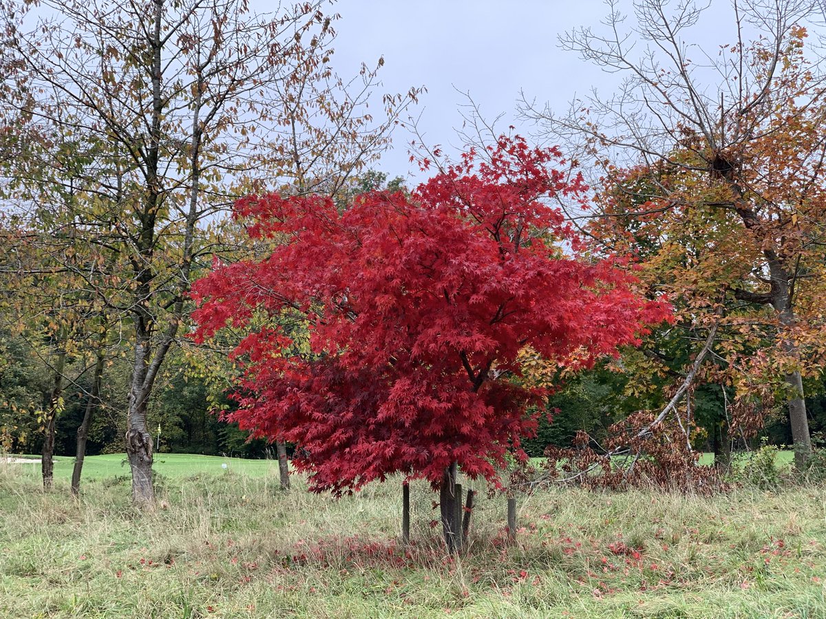 Every year this magnificent tree reminds us of George Prescott, a true gentleman and long term Henbury member...