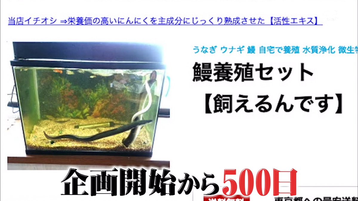 タモリ倶楽部 うなぎを育てて安く食べよう企画から500日 愛情が湧いてしまったスタッフが議論 まさかの結末を迎えることに Togetter