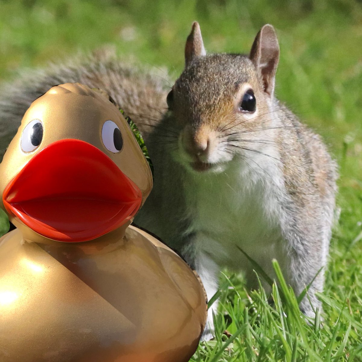 Golden Duck tweet media