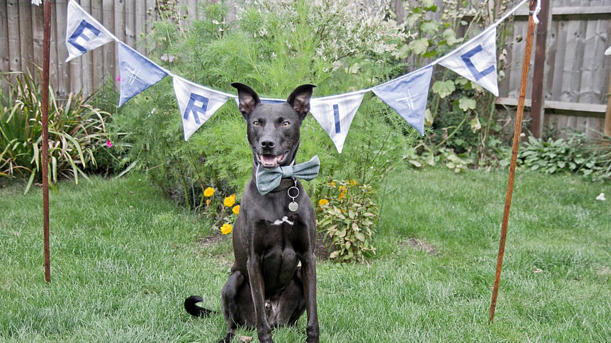 We wish we had good news. 💔 Brave Eric is still in our care and is now one of our longest staying pets. He hasn't given up hope and neither will we. Please retweet, in the hope that Eric finds a home before reaching his one-year milestone. 👉 bit.ly/2GETeit