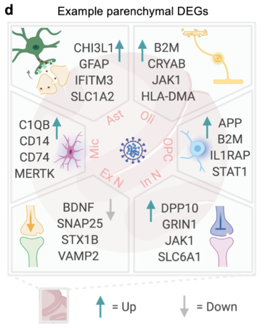 Tony Wyss-Coray (@wysscoray) on Twitter photo Congratulations to Andrew Yang and Fabian Kern <a href="/fabiankern13/">Fabian Kern 🦋 @fabianmkern</a> for generating a transcriptomic map of the Covid brain. Great collaboration with Andreas Keller at Saarland Univ shows broad activation of brain cells and signs of immune and neuronal dysfunction.biorxiv.org/content/10.110… Congratulations to Andrew Yang and Fabian Kern <a href="/fabiankern13/">Fabian Kern 🦋 @fabianmkern</a> for generating a transcriptomic map of the Covid brain. Great collaboration with Andreas Keller at Saarland Univ shows broad activation of brain cells and signs of immune and neuronal dysfunction.biorxiv.org/content/10.110…