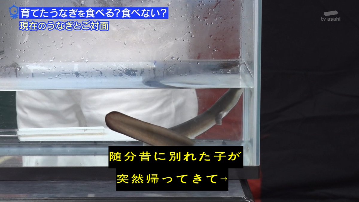 タモリ倶楽部 うなぎを育てて安く食べよう企画から500日 愛情が湧いてしまったスタッフが議論 まさかの結末を迎えることに Togetter