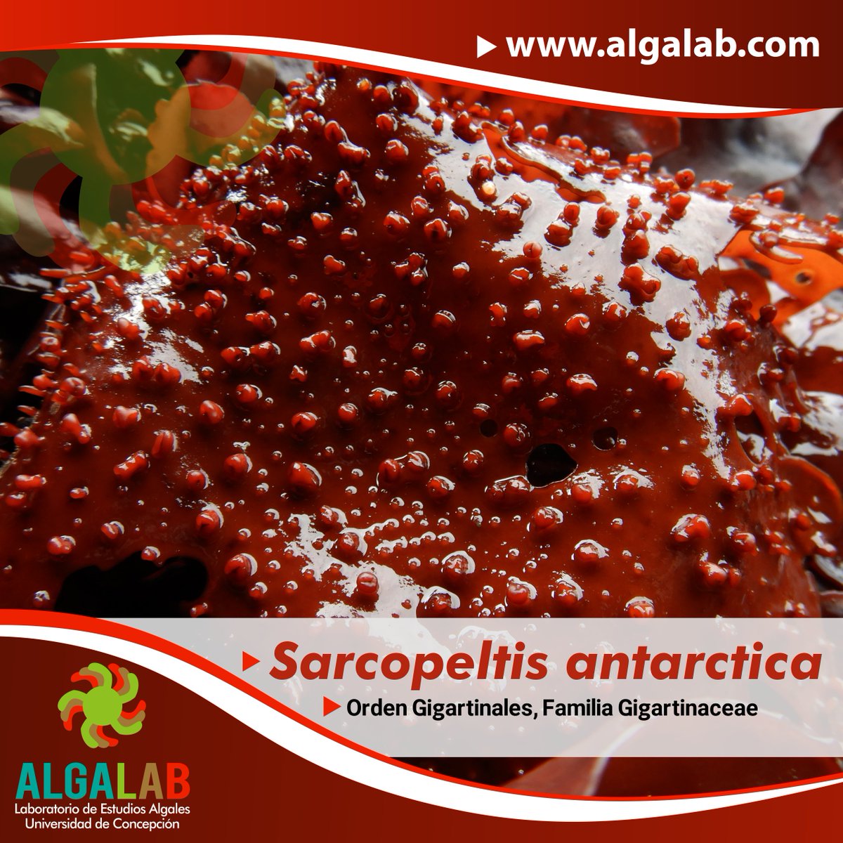 AlgaLab's tweet photo. Para celebrar los #ViernesFicológicos🤓 💚🌱
Hoy👉 Sarcopeltis skottsbergii y Sarcopeltis antarctica
Los nuevos nombres para lo que anteriormente conocíamos como "Gigartina skottsbergii" (Luga roja - cuero de chancho) en el sur de Chile y Antárctica🤯.
#AlgasRojas
#Rhodophyta https://t.co/Fj2ZAVQR3L