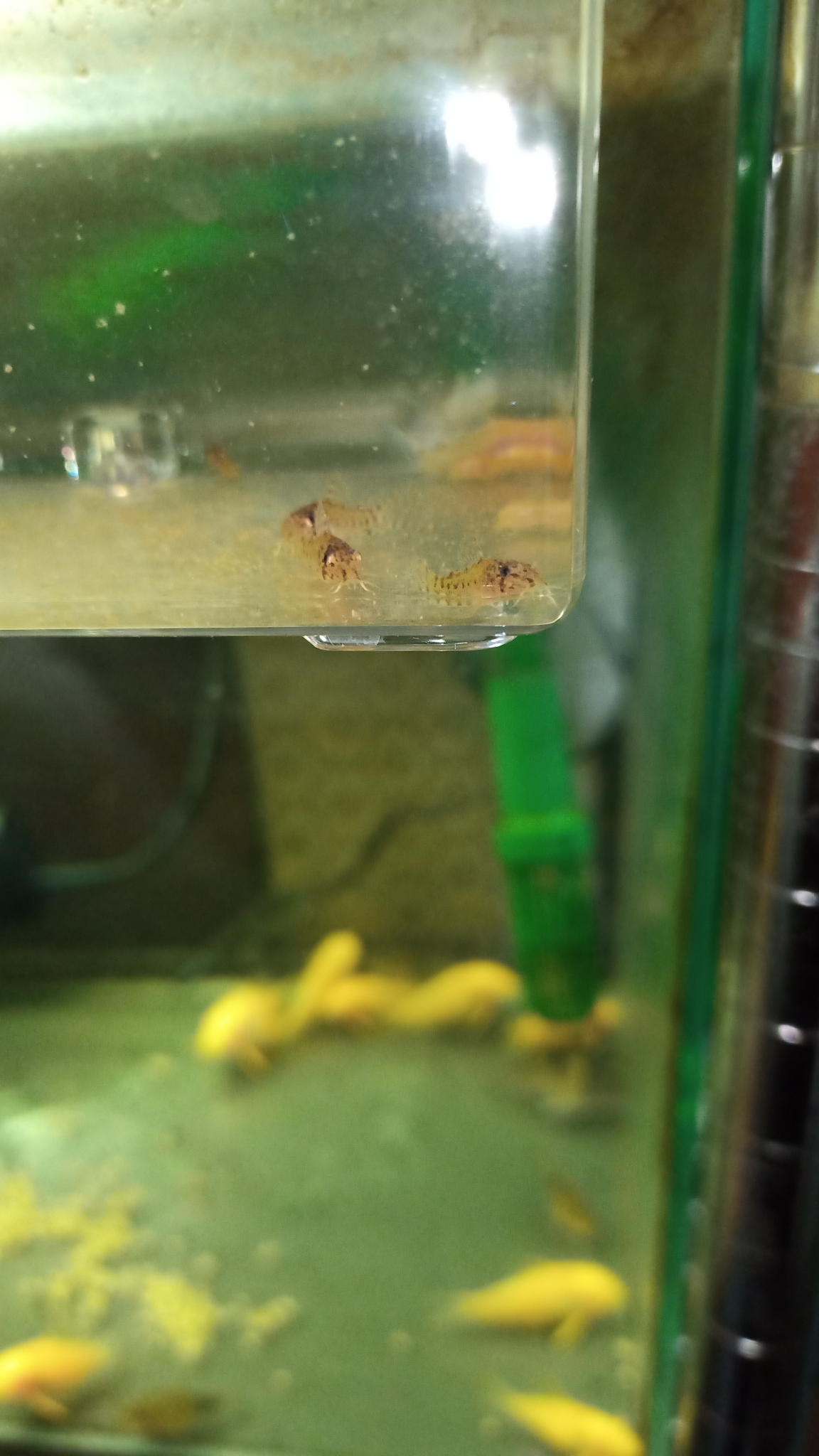 Corydras Aquarium Corydrasa Twitter