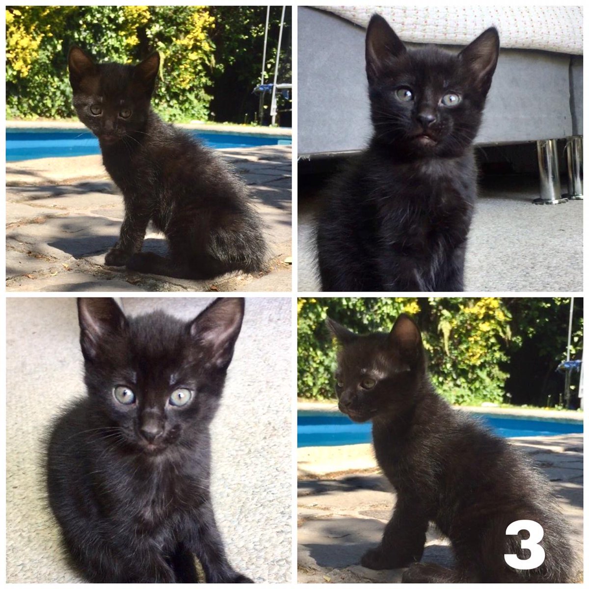 Preciosa #Gatita #EnAdopción tiene casi 2 meses de edad. Solo personas responsables que entiendan el compromiso que significa adoptar un nuevo miembro de su familia, contacto Andrea Armijo +5699837 4770 #Santiago  #vitacura <a href="/clubgaterogrupo/">Fundación ClubGatero</a> <a href="/kattykowaleczko/">Katty Kowaleczko</a> <a href="/AnimalParaiso/">AnimalParaíso</a>