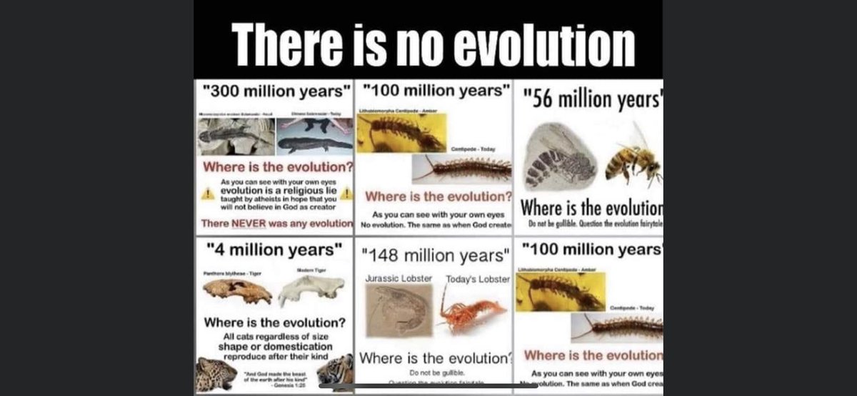 Why have insects changed so little in over such a vast expanse of time?The answers are fascinating and multifaceted, much like an amber jewel that houses their history. Arthropods had quite the head start over us ponderous tetrapods when it came to colonizing the terrestrial 1/7