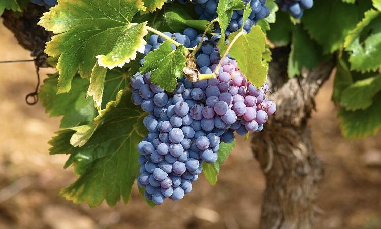 Le vin, grand vainqueur de la réforme de la PAC :
✅Maintien du régime de plantations au delà de 2030.
✅Renforcement des campagnes de promotion.
✅Meilleure protection des appellations et indications géographiques.
✅Un engagement pour davantage protéger l'environnement.