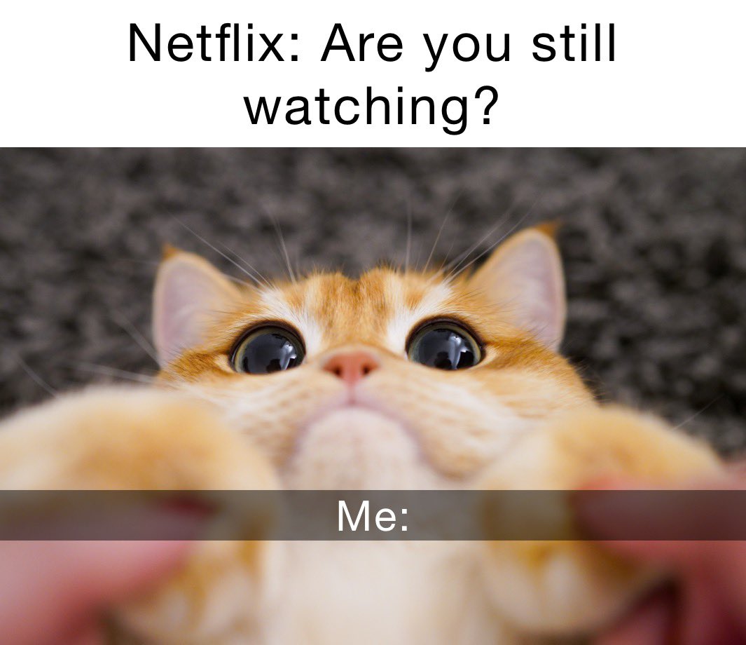 That’s totally me 😹#CatsOfTwitter