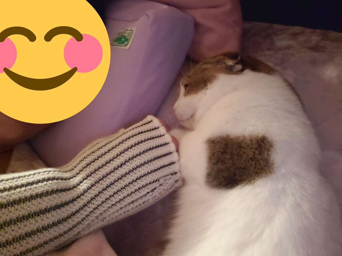 marionxcrea's tweet photo. 一緒に寝てくれます。
可愛い
#マンチカン
#子猫 https://t.co/XPp9CIJVn9