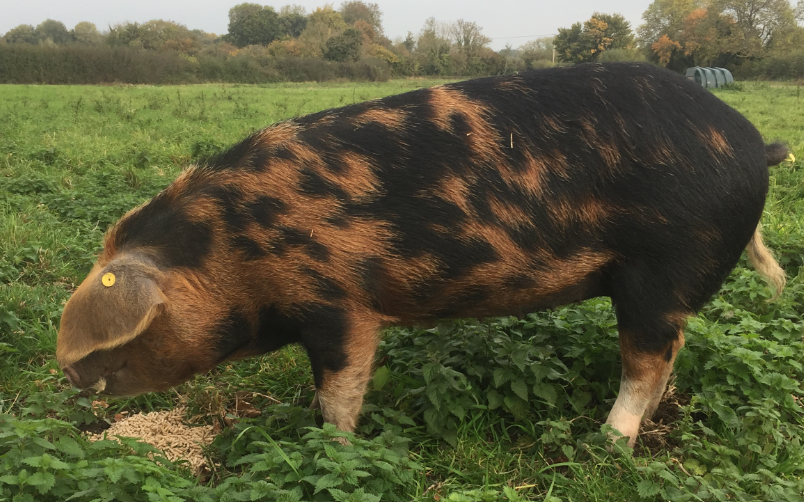 ButtleFarm tweet media