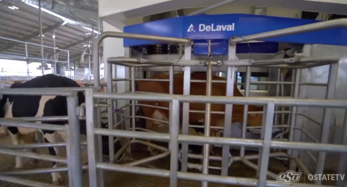 cowtechreport (@cowtechreport) on Twitter photo University dairy installs robotic milking by <a href="/wcooley/">Walt Cooley</a> cowtechreport.substack.com/p/university-d… University dairy installs robotic milking by <a href="/wcooley/">Walt Cooley</a> cowtechreport.substack.com/p/university-d…