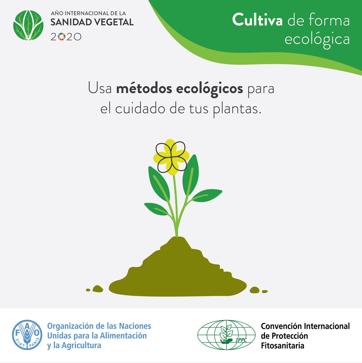 📊🌿 Se estima que la pérdida de cultivos alimentarios llega hasta un 40  por ciento debido a plagas y enfermedades de las plantas. 🌎🚜 Esto  significa, que millones de personas quedan sin