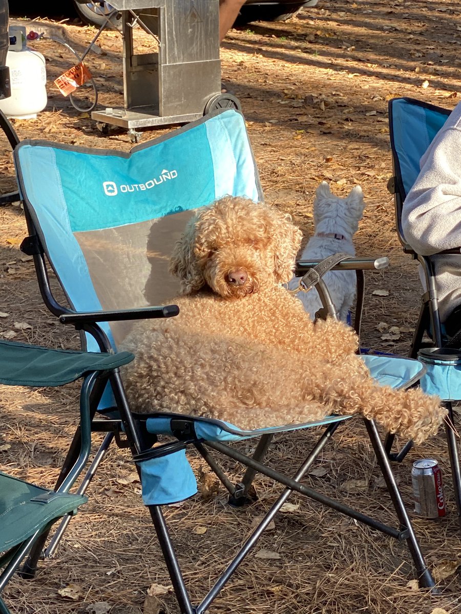 bowzershop's tweet photo. We love life with dogs. 

https://t.co/DGOIlswSLo 

#DogLife #DogLove #FridayFeels #CanadianDog #BowzerShopper https://t.co/rKZY4R62Li