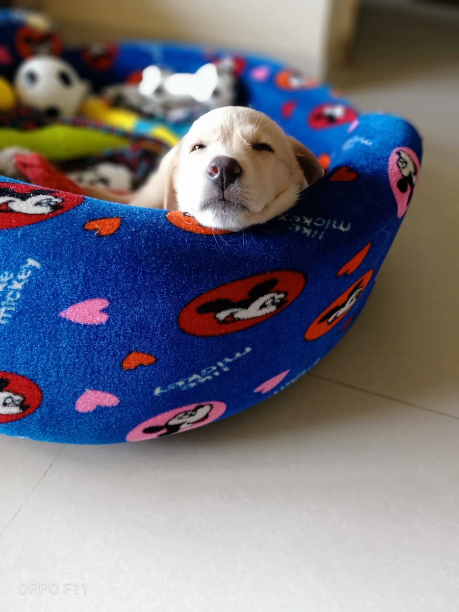WagholiW's tweet photo. #adoptionstories Jenny, an indie female pup, adopted by @CryptoHODLing has become integral part of their family. Thank you for giving us strength to work more towards animal welfare. #AdoptDontShop 
@WagholiHSA @ProblemSolver_V @_MohitChauhan @pfaindia https://t.co/kAvyRgnGcQ